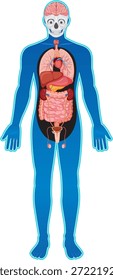 Farbige, flache Vektorgrafik der menschlichen Anatomie, die innere Organe, das Gehirn und das Kreislaufsystem hervorhebt
