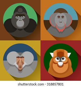 Colorful flat vector monkey images in set, a symbol of the 2016 new year, various primates, gorilla, snub-nosed Chinese monkey, baboon, orangutan