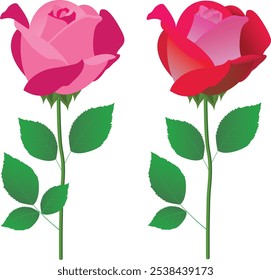 Colorful Floral Arts and Graphical Illustration on White Background.  Vector Flower Photos, Images, Pictures on a Print Ready Template  for Use on Cloth and Stationary Industry.