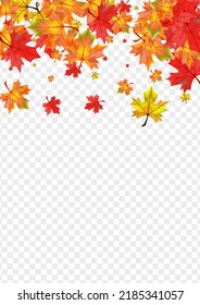 Colorful Floral Background Transparent Vector. Leaves Nature Template. Brown Wallpaper Plant. Down Foliage Illustration.