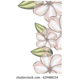 colorful floral background of white malva flowers in transparency vector illustration