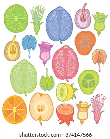 Colorful floral fruit seeds and plants in decorative style
