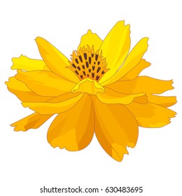 Colorful Floral Print Design. Yellow Marigold Flower, Isolated On White Background. Hand Drawn Vector Illustration.