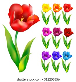 Colorful flower background. Vector illustration. tulip art