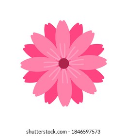 Colorful flower bloom isolated on white background.
