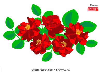 Colorful flower bouquet from red roses, green leaves,  isolated on white background. Hand drawn floral composition vector illustration