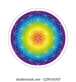 colorful flower of life geometry in rainbow colors vector illustration EPS10