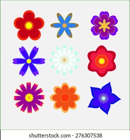 colorful flowers 