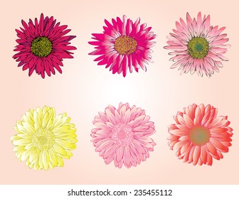 Colorful flowers for drawing.Set of a Marigold flowers elements. Vector black and white illustration.