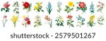 Colorful flowers in a row, featuring red, yellow, and blue blooms. Each flower is distinct, showcasing vibrant petals and green leaves. Floral variety and beauty. Spring flower illustrations, vectors.