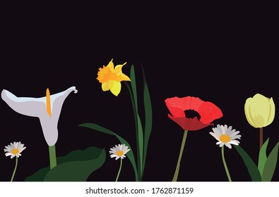 Colorful flowers set.  Calla lily, Narcissus, daffodil, Daisy, Poppy, Tulip Flores.