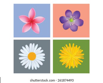 Colorful flowers, vector illustrations 