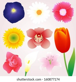 Colorful Flowers Vector Set