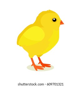 Colorful fluffy spring yellow chicken isolated on white background. Mascots of Easter celebration, symbols of new life vector illustration. Friendly feast animals, cute cartoon chick holiday present