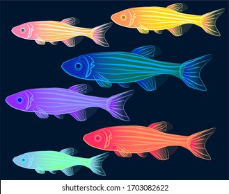 colorful fluorescent danio fish  in different colors , EPS 10