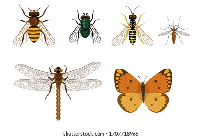 Flying Insect Images, Stock Photos & Vectors | Shutterstock