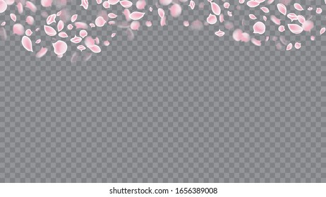 Colorful Flying Petals. Realistic Flying Petals For Banner Design. Great Design For Any Purposes. Rose on Transparent.