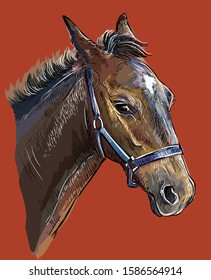 Colorful foal portrait with halter. Young horse head in profile isolated on red background. Vector hand drawing illustration. Retro style portrait of horse.