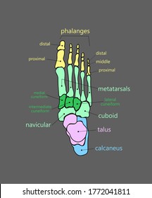 Colorful foot skeleton with bone names