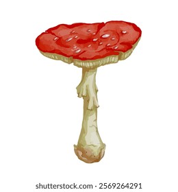 Colorful forest mushroom toadstool red fly agaric.Vector graphics.