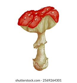 Colorful forest mushroom toadstool red fly agaric.Vector graphics.