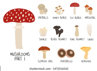 Colorful forest set. Mushroom collection - puffball, honey agaric, fly agaric, matsutake, shimeji, black trumpet, king trumpet, enoki, slippery jack, portobello, hedgehog.