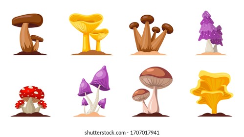 Colorful forest wild collection of assorted edible mushrooms and toadstools with names in cartoon style isolated vector illustration. Flat design mushrooms set