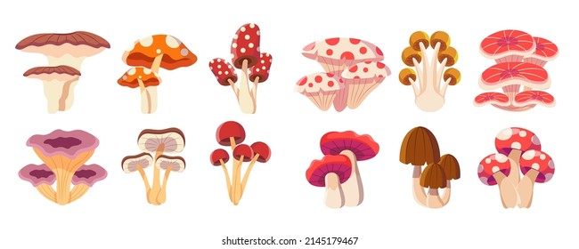Colorful forest wild collection of assorted edible mushrooms and toadstools in cartoon style. Vector illustration.