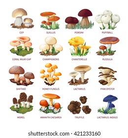 Colorful forest wild collection of assorted edible mushrooms and toadstools with names in cartoon style isolated vector illustration 