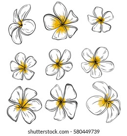 Colorful Frangiapani flowers Set on background. Vector