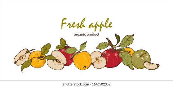 Colorful fresh apples, whole, cut in half and into slices, natural product, vector illustration