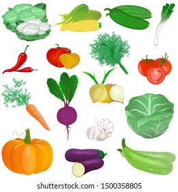 Colorful fresh vegetables set isolated, organic healthy food, vegetables collection on a white background. Harvesting for the winter. Autumn harvest. Vector illustration