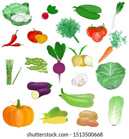 Colorful fresh vegetables set isolated, organic healthy food, vegetables collection on a white background. Harvesting for the winter. Autumn harvest. Vector illustration