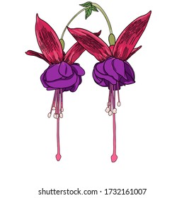Colorful Fuchsia flower image vector