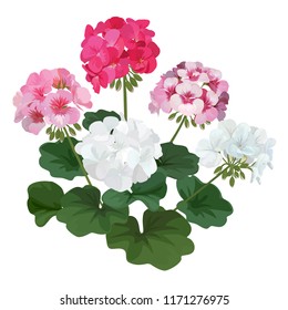 Colorful of geranium flowers with leaf bouquet. Vector set of blooming floral for holiday invitations, greeting card and fashion design.