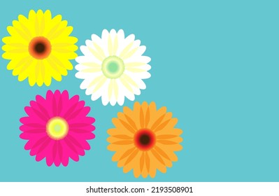 Colorful gerbera daisy flowers on blue background.