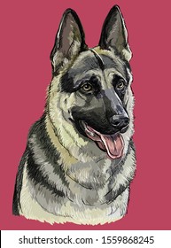 Colorful German Shepherd vector hand drawing portrait. Isolated vector illustration on maroon background. Vector realistic illustration of German Shepherd dog.