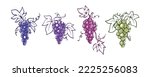 Colorful grapes collection illustration hand drawn vintage drawing berry fruits design