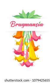 Colorful graphic drawing of flowers and leaves of tropical or garden plants Brugmansia in bloom. Bright vector illustration, isolated on background, for print, cards and gardeners.