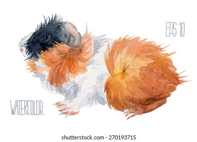 Colorful guinea pig. Vector Watercolor illustration.