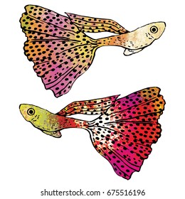 Colorful guppy fish vector. Two different color.