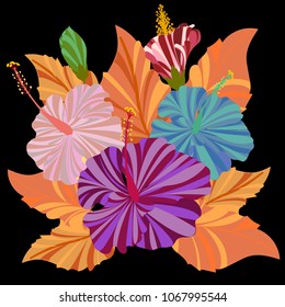 Colorful hand draw bouquet of Hibicus flowers isolat on black background, textile print, eps 10 vector