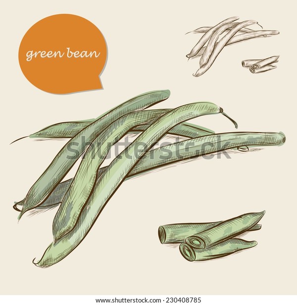 Colorful Hand Draw Green Beans Vector Stock Vector (Royalty Free) 230408785