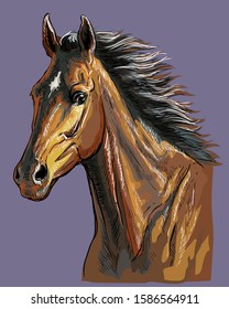 Colorful hand drawing horse portrait. Bay horse head with long mane isolated on purple background. Colorful  vector hand drawing illustration. Retro style portrait of running horse.