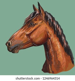 Colorful hand drawing portrait of bay horse. Horse head  in profile isolated vector hand drawing illustration on green background