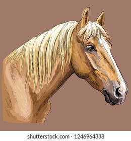 Colorful hand drawing portrait of palomino horse. Horse head  in profile isolated vector hand drawing illustration on brown background