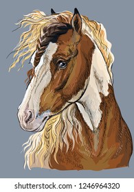 Colorful hand drawing portrait of Pinto horse. Horse head  in profile isolated vector hand drawing illustration on grey background