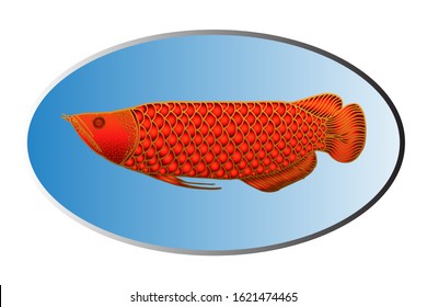 Colorful Hand drawn arowana fish. Vector Illustration. for logo or other design. 