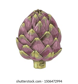 Colorful hand drawn artichoke isolated on white background. vector illustration