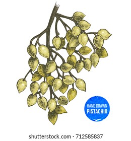 Colorful hand drawn branch of pistachio tree. Vector illustration